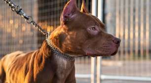 Pitbull invade residência, ataca moradores e mata dois cães em Tramandaí