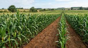 Transformam esterco de vaca em um substituto do plástico agrícola e conseguem cultivar usando 30% menos fertilizante