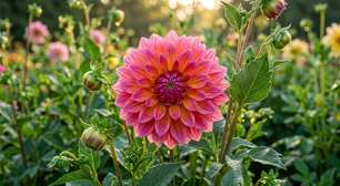 A tesoura de poda pode prolongar a temporada das dálias: retirar as flores murchas em setembro estimula novos botões e mantém o jardim colorido por mais algumas semanas