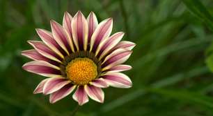Gazânia: a flor que revela suas cores sob a luz do sol