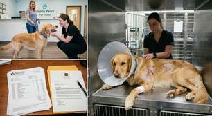 Empresa de hospedagem para pets recebe uma cadela saudável e devolve o animal com lesões graves e necessidade de internação; falhas durante poucos dias de cuidado podem terminar em despesas veterinárias e indenização por dano moral