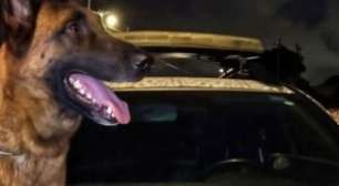 Cão farejador da PMPE encontra drogas escondidas entre ferragens em Olinda