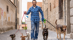 O que é preciso para ser passeador de cães? Veja como trabalhar como dog walker com segurança e profissionalismo