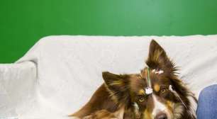 Um novo estudo sobre a inteligência canina revela o método surpreendente que os cães usam para entender a linguagem humana