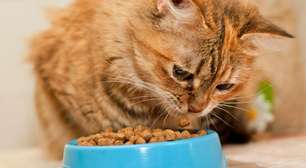 Nutrição de qualidade: alimentos essenciais para a saúde do seu gato