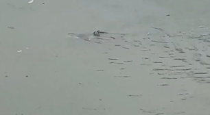 Tubarão é filmado nadando em rua alagada durante tempestade em Nova Jersey
