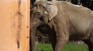 Este elefante resgatado passou 40 anos em um zoológico. Agora deverá percorrer 1.600 km rumo à sua nova vida em um santuário brasileiro