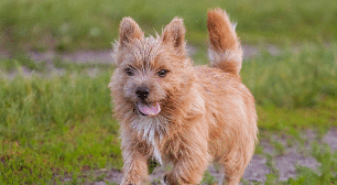 Pequeno e destemido: o norwich terrier é uma raça de cachorro que se destaca pela alegria e coragem