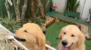 Conheça Budy, o golden retriever que viralizou nas redes e transformou sua casa em ponto turístico