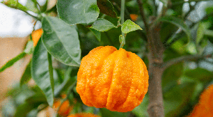Laranja-amarga faz bem para quê? Conheça 6 possíveis benefícios e como usar