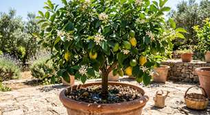 Os especialistas em jardinagem concordam sobre o limoeiro: "A luz e a irrigação são fundamentais para que produza frutos"