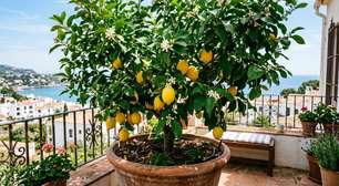 A planta frutífera que não só decora: ela também absorve calor e produz toneladas de oxigênio, transformando sua varanda em um oásis verdejante
