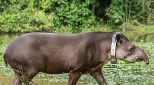 Uma família plantou 840 mil árvores no Rio de Janeiro e, 25 anos depois, trouxe de volta um animal extinto há um século