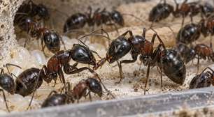Formigas identificam companheiras com ferimentos infectados e podem limpar a lesão ou remover parte da perna para aumentar a chance de sobrevivência