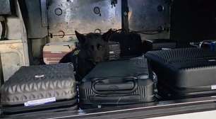 Cães farejadores descobrem mala com quase 8 kg de maconha em ônibus na BR-290