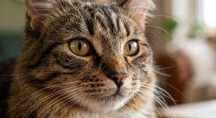 Cientistas afirmam que gatos podem ajudar a desbloquear melhores tratamentos contra o câncer para humanos