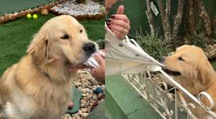 Golden retriever conquista a internet e transforma portão de casa em ponto turístico