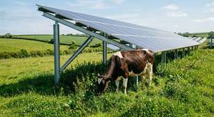 Uma fazenda solar no Tennessee está testando vacas sob painéis móveis: o "modo de pastoreio" cria espaço para o gado enquanto a usina gera eletricidade para cerca de 500 casas