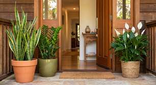 Quer atrair proteção e prosperidade? Veja as 3 plantas ideais para colocar na entrada de casa segundo o Feng Shui