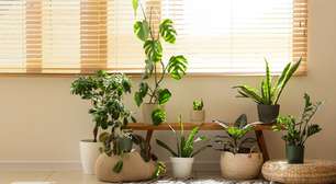 Plantas saudáveis: 4 cuidados que fazem diferença no cultivo