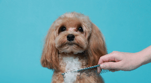Como tirar nós do pelo do cachorro: veja cuidados para desembaraçar sem causar desconforto ou precisar cortar a pelagem