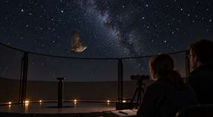 Aves que migram à noite combinam estrelas, luz e campo magnético para não perder o rumo, mesmo quando o céu muda ao longo da viagem