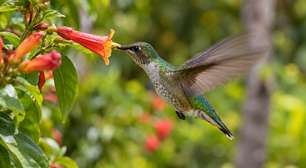 O beija-flor consegue voar para trás porque move as asas de modo incomum entre as aves, mas a manobra custa muita energia