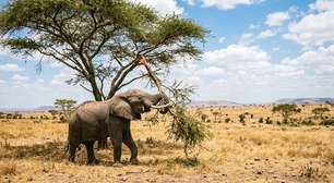 Cientistas mantiveram grandes herbívoros fora de uma savana do Quênia por 18 anos; quando elefantes e girafas voltaram, a cobertura de árvores caiu quase ao nível inicial