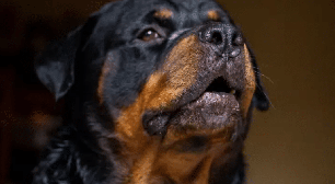 Idosa fica gravemente ferida após ataque de dois rottweilers no interior de São Paulo