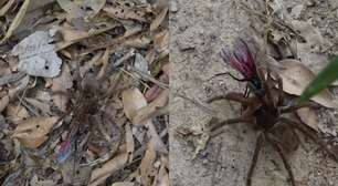 Registro raro mostra vespa-cavalo-do-cão predando a maior aranha do mundo na Amazônia