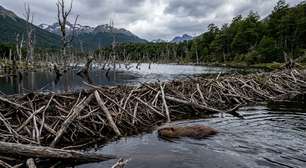 Em 1946, a Argentina libertou 20 castores para criar uma indústria: 80 anos depois, mais de 200.000 barragens transformaram a Terra do Fogo