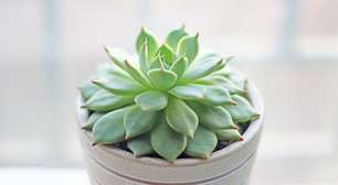 Esquece de regar? 5 plantas fáceis de cuidar com pouca água
