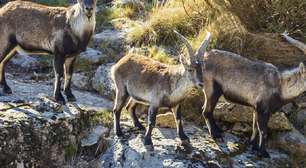 Voluntários são necessários para morar gratuitamente em um abrigo na Serra de Gredos em troca de trabalho de 24 horas semanais cuidando de animais abandonados