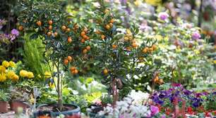 O que plantar em outubro: 5 plantas que vão disparar no calor e nas chuvas da primavera