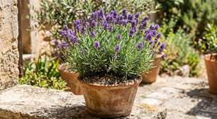 Os especialistas em jardinagem concordam sobre a lavanda: "O sol e um solo com bom drenagem são fundamentais para que cresça saudável"