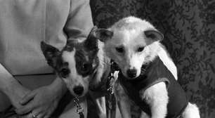 Há 65 anos, dois cachorrinhos deram 17 voltas completas ao redor da Terra, uma distância de quase 700 mil quilômetros, em 27h presas em um despressurizador e acabaram ajudando a humanidade a explorar o espaço