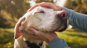 Seu cão está envelhecendo? Especialista aponta sinais e como adaptar a rotina do pet