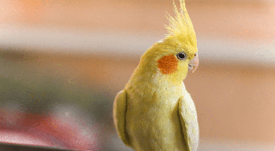 Aurora, Kiwi ou Pipoca? Veja nomes fofos e diferentes para escolher para o seu passarinho