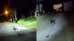 Cachorro conduz policiais até tutor caído dentro de casa nos EUA: 'Sabia exatamente o que fazer'