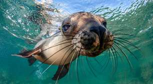 Dia Mundial do Sorriso: fotos mostram os animais mais simpáticos do fundo do mar