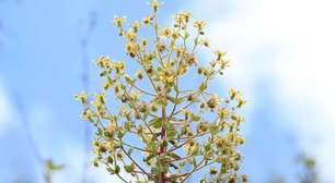 Darwin morreu sem conseguir provar sua teoria: 150 anos depois, a ciência acaba de comprová-la com uma planta carnívora