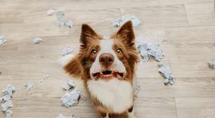 Sonhar com cachorro: o que significa e como interpretar