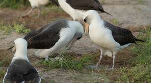 Um biólogo anilhou um albatroz em Midway em 1956: quase 70 anos depois, a mesma fêmea ainda retorna para se reproduzir na colônia
