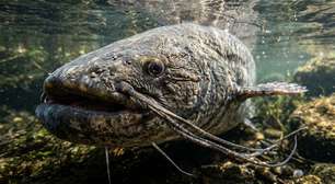 Pescadora fisga peixe-gato-gigante de 2,34 metros e cerca de 90 kg no rio Vístula durante viagem de aniversário e devolve o animal à água
