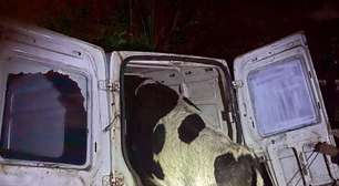 Tentativa de abigeato termina em colisão contra árvore na Estrada do Palmital, em Osório