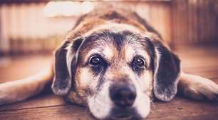 Dia do cão idoso: psicóloga aponta as mudanças de comportamento e adaptação da rotina