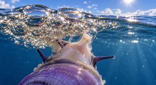 Caracóis violetas constroem jangadas de bolhas para viver na superfície do oceano e ficam pendurados de cabeça para baixo enquanto procuram alimento sem tocar o fundo em nenhuma fase adulta