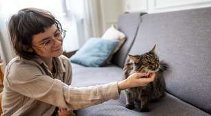 Família contrata profissional para cuidar do gato durante viagem e descobre pelas câmeras que as visitas de uma hora duravam dez minutos