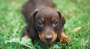 Dia do Cachorro: 5 mudanças no comportamento do seu pet que exigem atenção