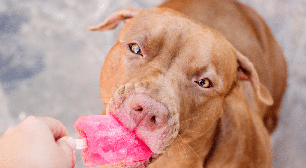 Sorvete para pets: confira como preparar opções seguras para refrescar o seu animal